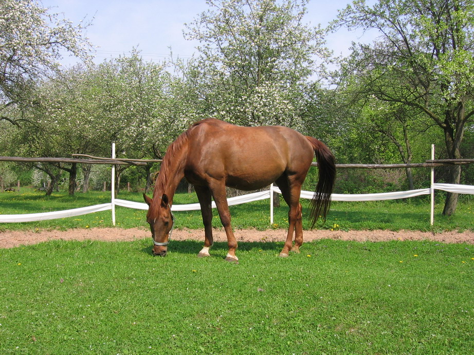 IMG_4617_resize.JPG